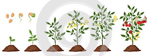 Cartoon tomato plant, tomatoes bush growth stages. Tomatoes sprout and blossom plant growing phase flat vector illustration set.