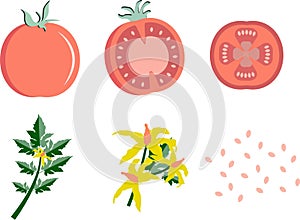Cartoon tomato segments and flowers