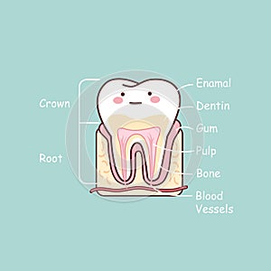 Cartoon tooth anatomy chart