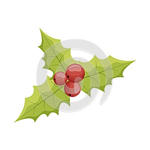 Cartoon traditional Christmas holly red berries. Vector