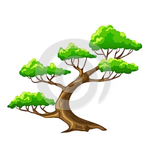 Cartoon tree bansai with white background