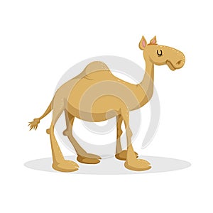 Cartoon trendy flat design dromedary camel. Standing desert