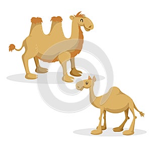 Cartoon trendy style camels set. Dromedary camel and bactrian. Closed eyes and cheerful mascots.