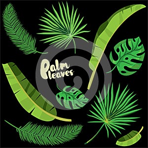 Cartoon tropical palm leaves set. Vector illustrated on black ba