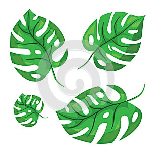 Cartoon tropical palm leaves. Vector illustrated on white