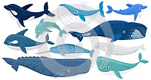 Cartoon underwater mammals, dolphin, beluga whale, orca, sperm whale. Marine animals, humpback whale, narwhal, killer