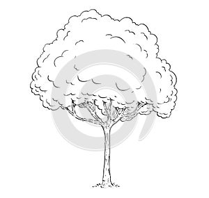 Cartoon Vector Drawing of Tree
