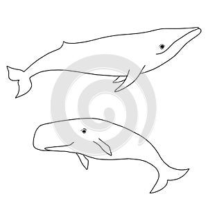 Cartoon vector sea whale and cachalot. Vector sketch