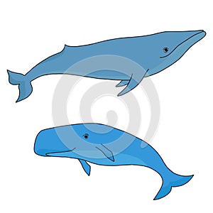 Cartoon vector sea whale and cachalot. Vector sketch doodle