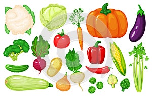 Cartoon vegetables. Carrot, corn, pepper, celery, cauliflower, broccoli, beetroot, onion, cucumber. Fresh organic