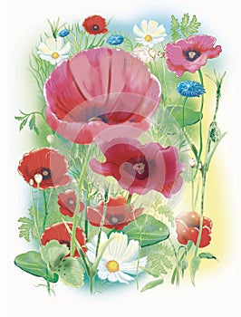 Cartoon watercolor flowers , poppys in summer