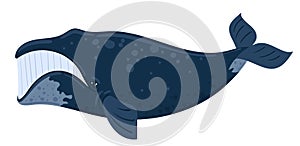 Cartoon whale bowhead, southern right whale, sperm hale. Underwater world, Marine life. Vector illustration of a whale. photo