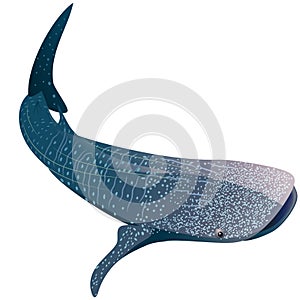 Cartoon whale shark isolated on white background