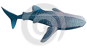 Cartoon whale shark isolated on white background