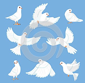 Cartoon white dove. Peace and freedom symbol pigeon, different poses, flying and walking cute birds, city fauna, hope