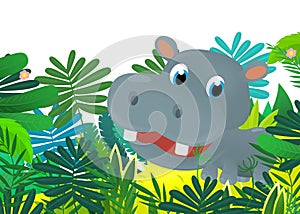 Cartoon wild animal happy young hippo hippopotamus in the jungle isolated illustration for children