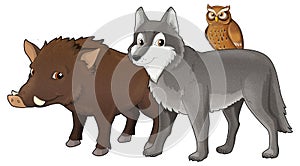 Cartoon wild animal wolf or dog wild boar and owl isolated illustration for children