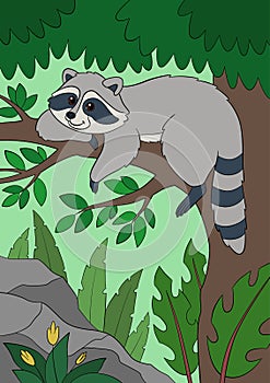 Cartoon wild animals. Cute smiling raccoon rests on the tree in the forest