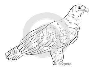 Cartoon wild eagle in isolate on a white background.