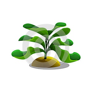 Cartoon wild plants. Vector illustration.