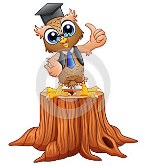 Cartoon wise owl in graduation cap on tree stump