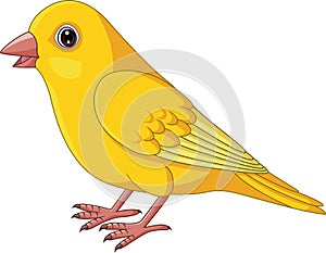 Cartoon Yellow Canary bird on White Background
