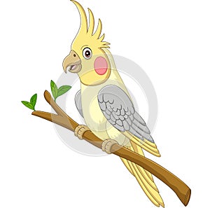 Cartoon yellow cockatiels sitting on a tree branch