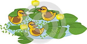 Cartoon yellow mallards or wild ducks Anas platyrhynchos ducklings afloat and flowering yellow water-lily plants