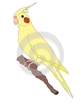 Cartoon  yellow parrot illustration drawing