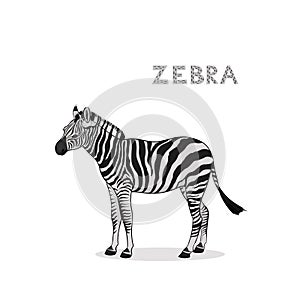 A cartoon zebra, isolated on a white background. Animal alphabet.