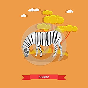 Cartoon Zebra vector in flat style. Design elements and icons. Kids book illustration