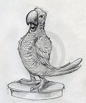 Cartoonish parrot sketch