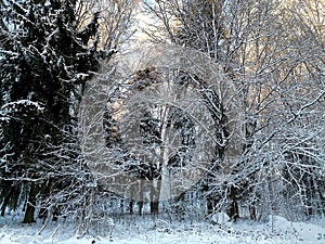 Cartoonish Talsa park during winter evening