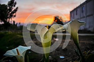 Cartridge flower with beautiful sunset cajola photo