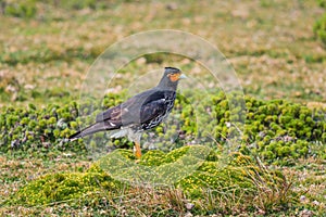 Carunculated Caracara - Phalcoboenus carunculatus