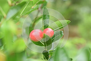 Carunda or Karonda,Close-up beautiful karonda carissa carandas red seeds with green leaves sway in a warm spring breeze at a tropi