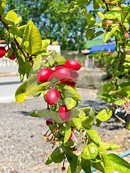Carunda or Karonda fruit and green leaf on the tree