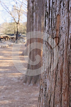 Carve heart on the tree