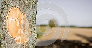 Carved bark from a tree trunk.