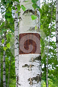 Carved on the bark