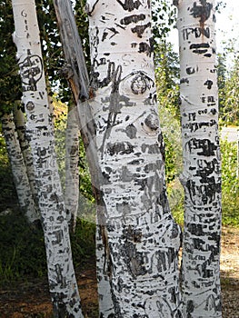 Carved Birch Tree Trunks
