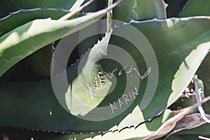 Carved Green Leaf with Letter Name Text