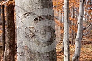Carved Heart on Tree
