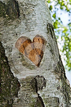 Carved heart in tree