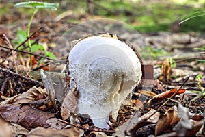 Carved puffball, mosaic puffball, Calvatia utriformis, Bavaria, Germany, Europe