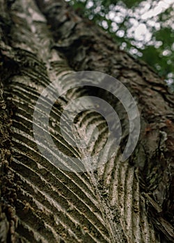 Carved soft tree, resin extraction tehnique