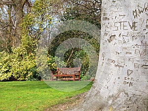 Carved tree bark