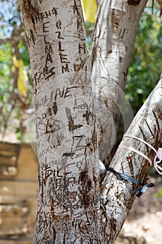 Carved trunk texture