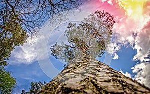 Carvel pine, striving for the sun photo