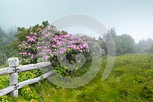 Carvers Gap NC Fence with Wild Catawba Rhododendron in Bloom